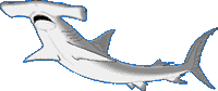 Hammerhead shark