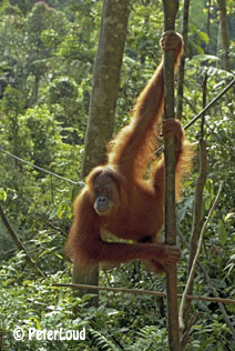 Orang Utan